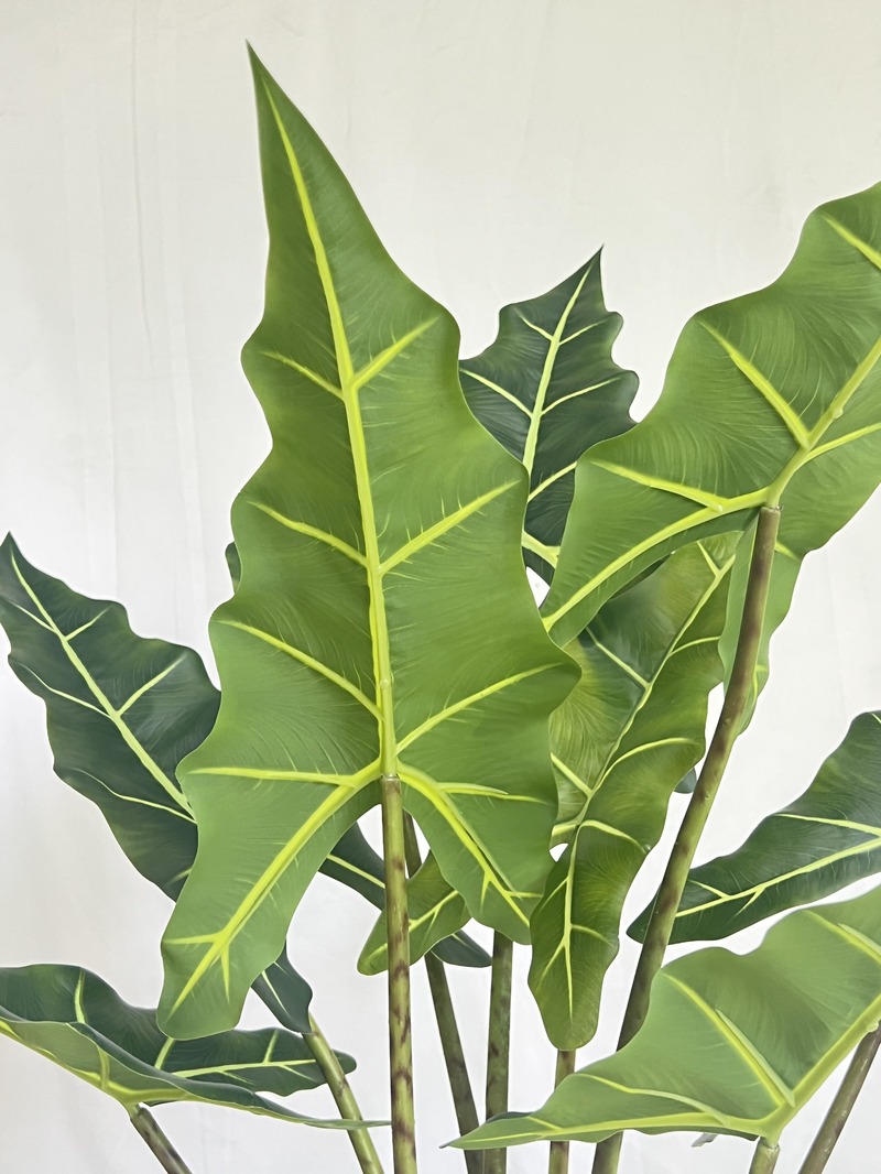 Alocasia Sarian