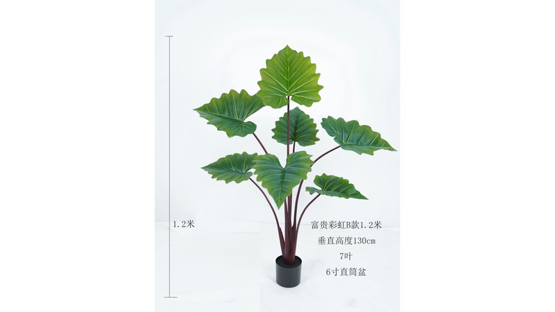 Alocasia (Elephant Ear)