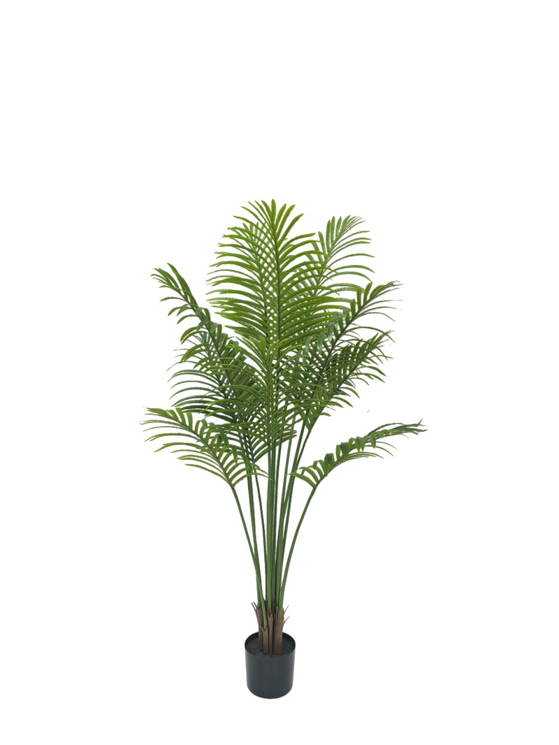 Areca Palm