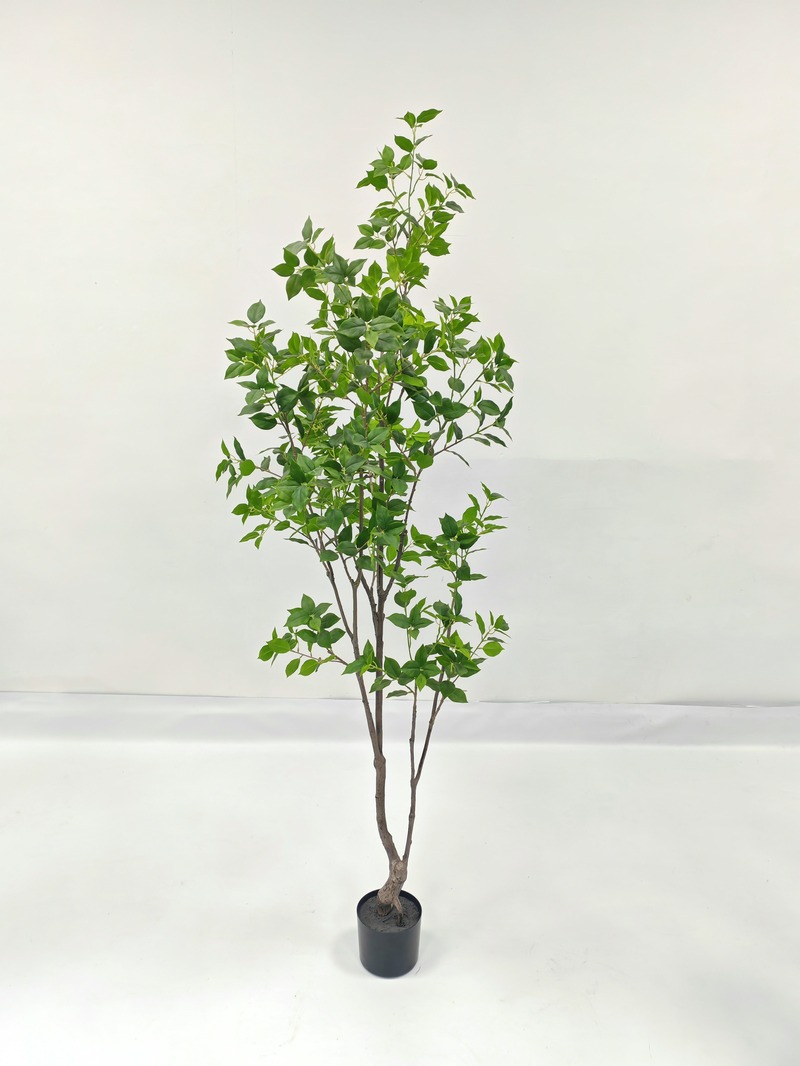 Azalea Fig (Rhododendron)