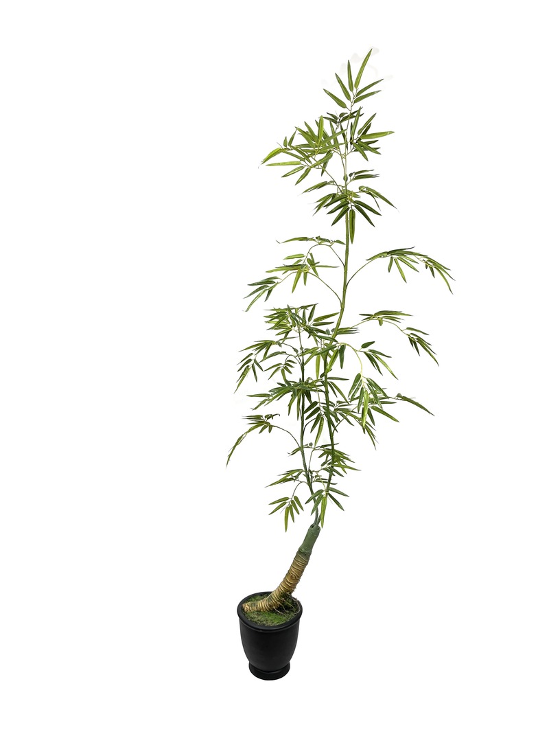 Bamboo