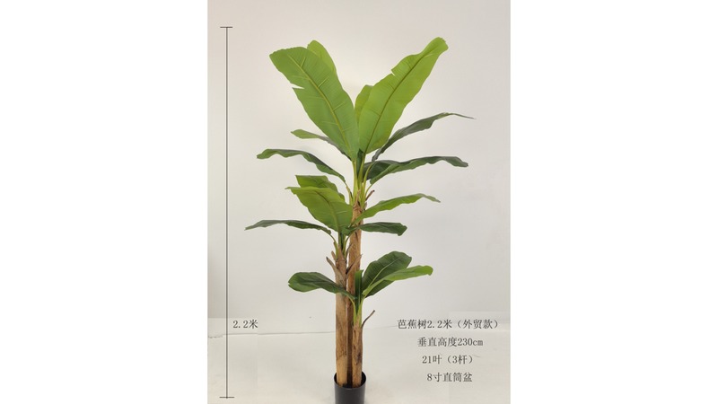 Banana Tree