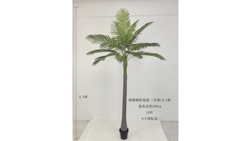 Betel Palm
