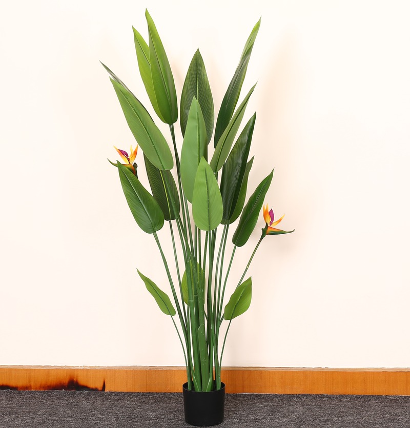 Bird of Paradise (Film)