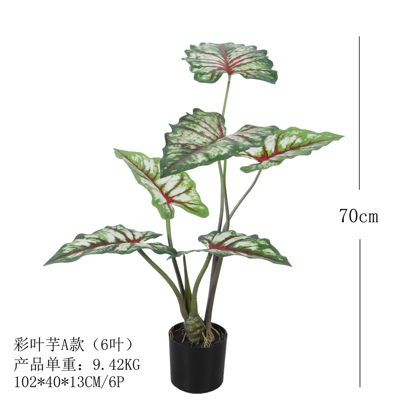 Caladium (Angel Wings)