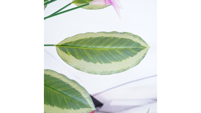 Calathea (Peacock Plant)