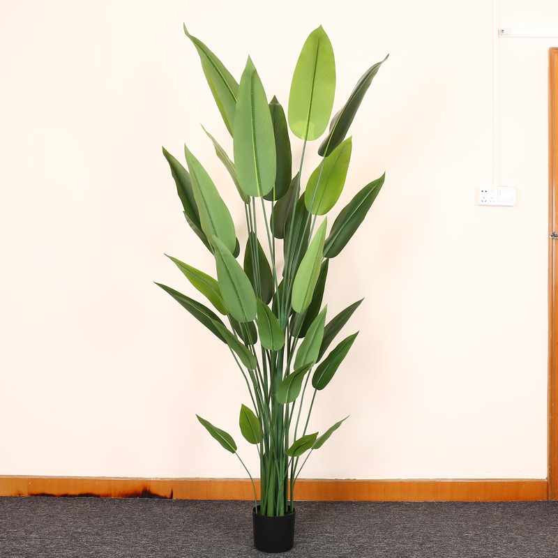 Canna Lily (Film Leaf)
