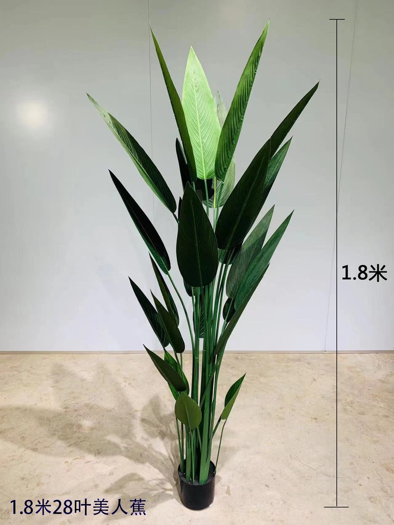 Canna Lily (Gauze Leaf)