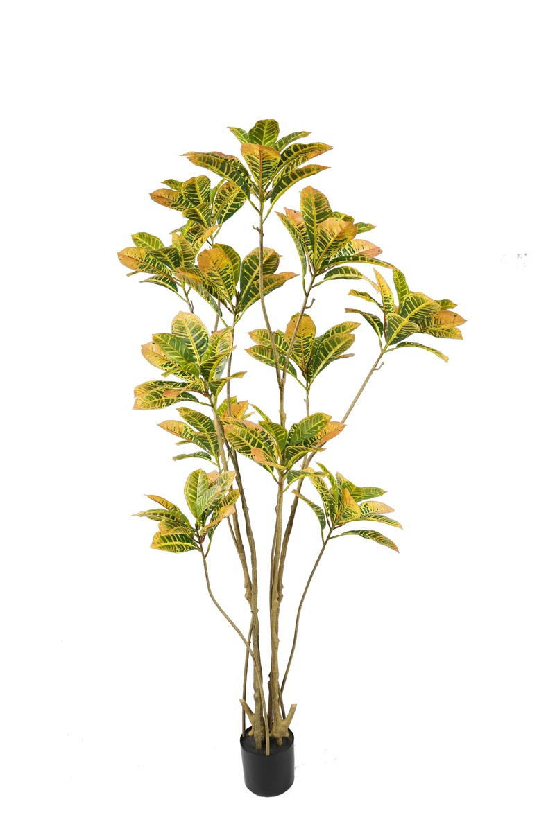 Codiaeum (Croton Petra)