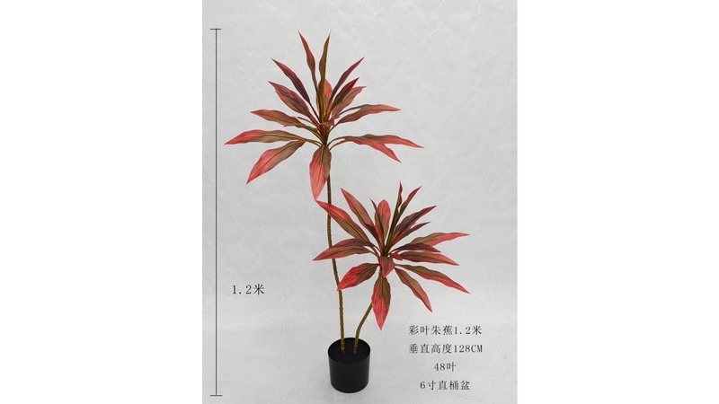 Cordyline (Ti Plant)