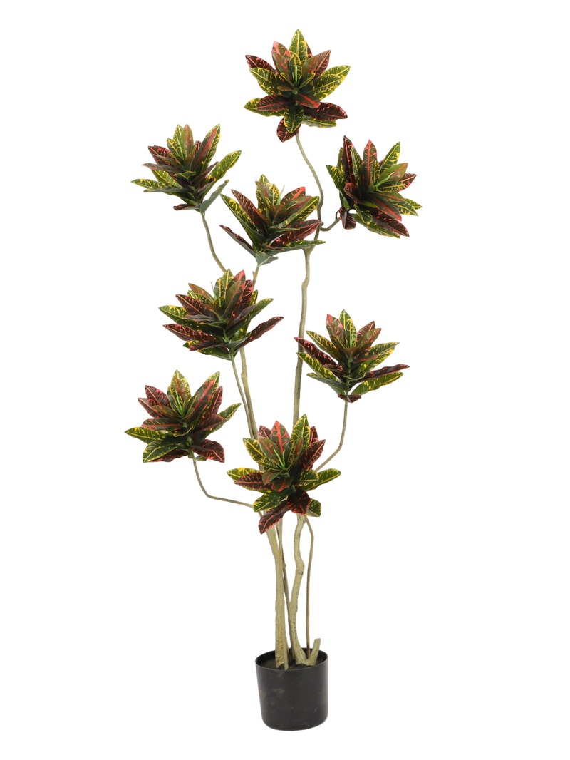 Croton (Variegated)