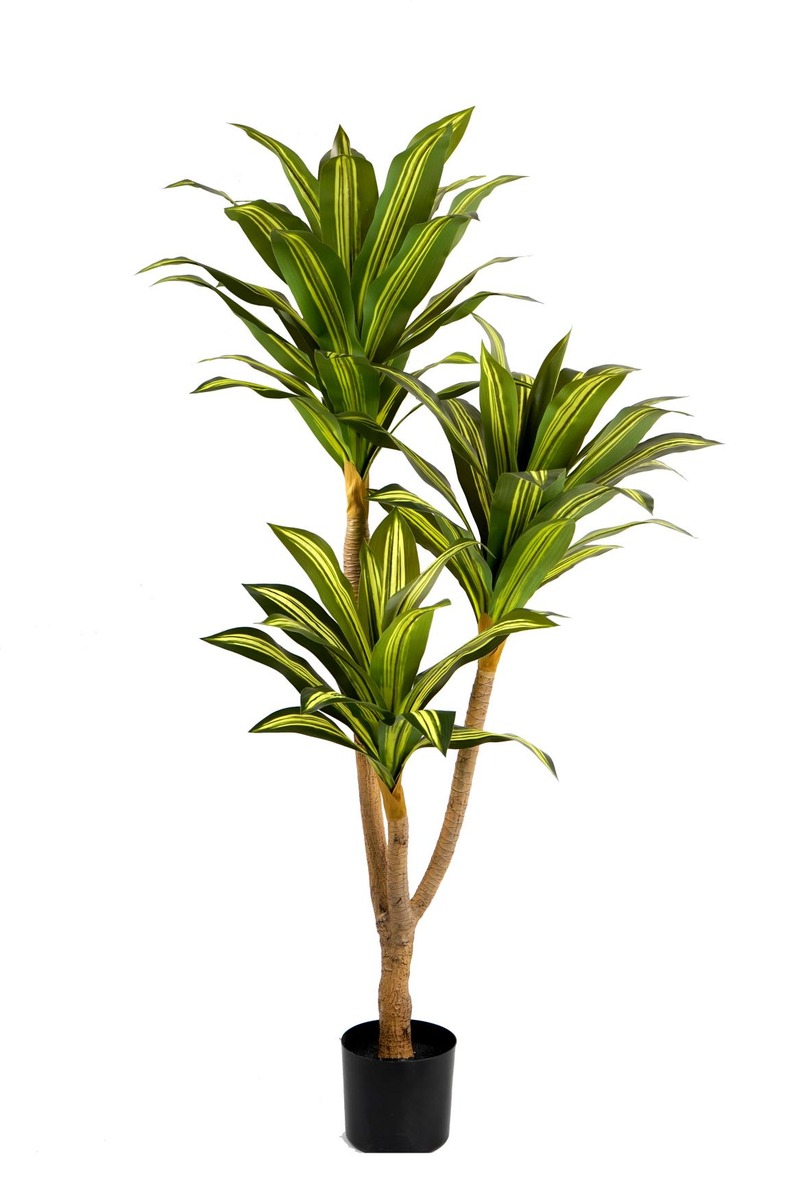 Cycad (Sago Palm)
