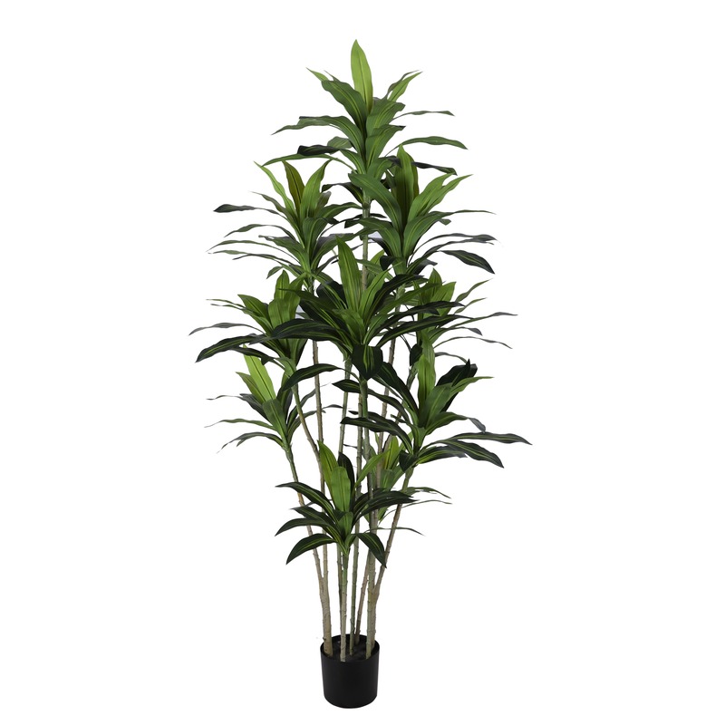 Dracaena Fragrans