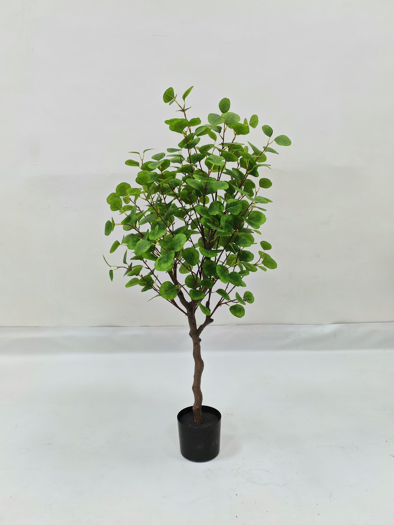 Eucalyptus