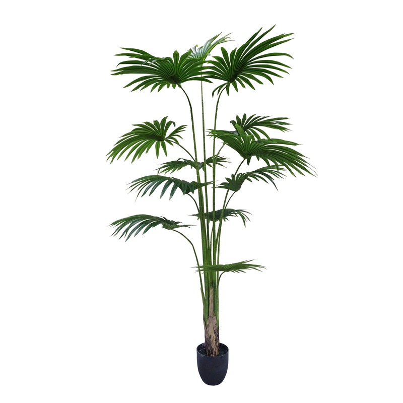 Fan Palm