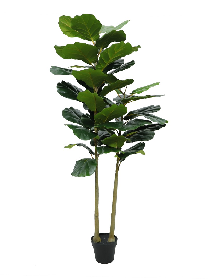 Fiddle Leaf Fig