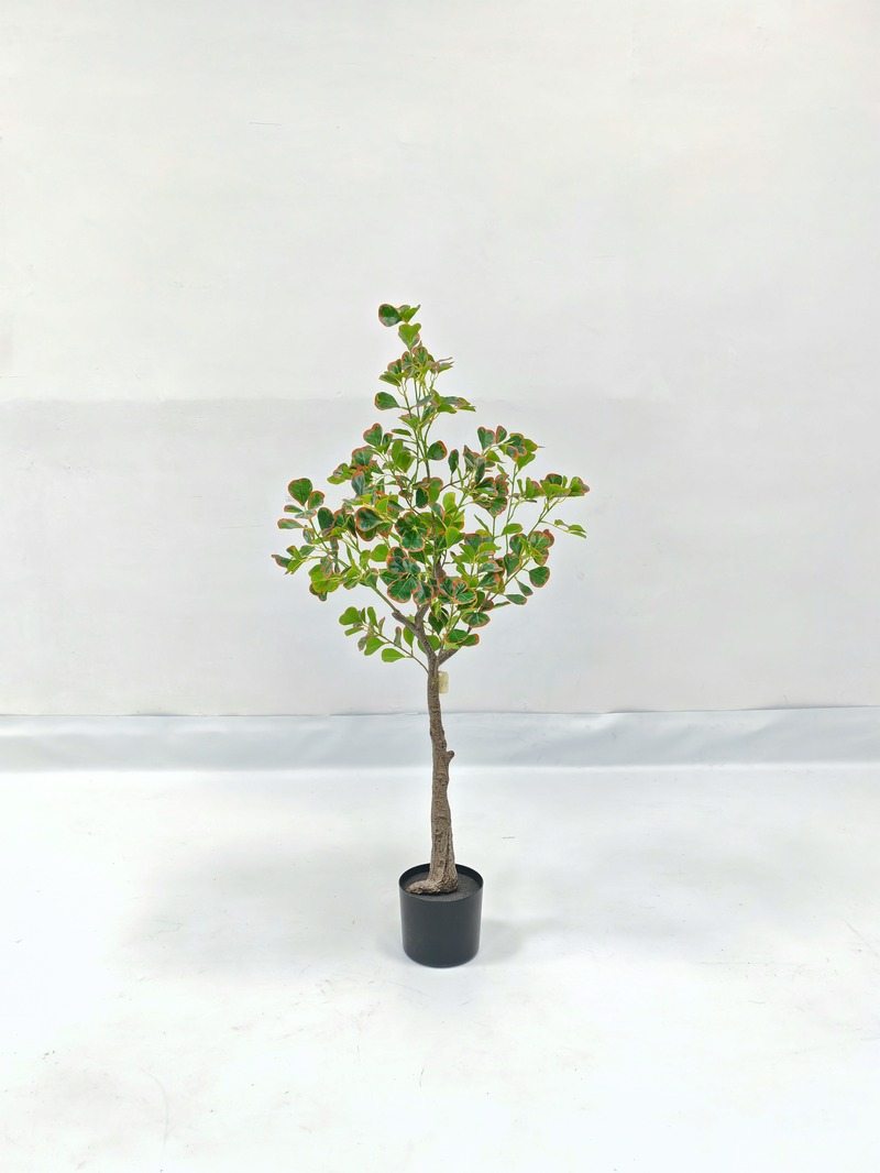 Heartleaf Fig