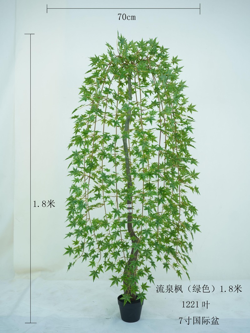Japanese Maple