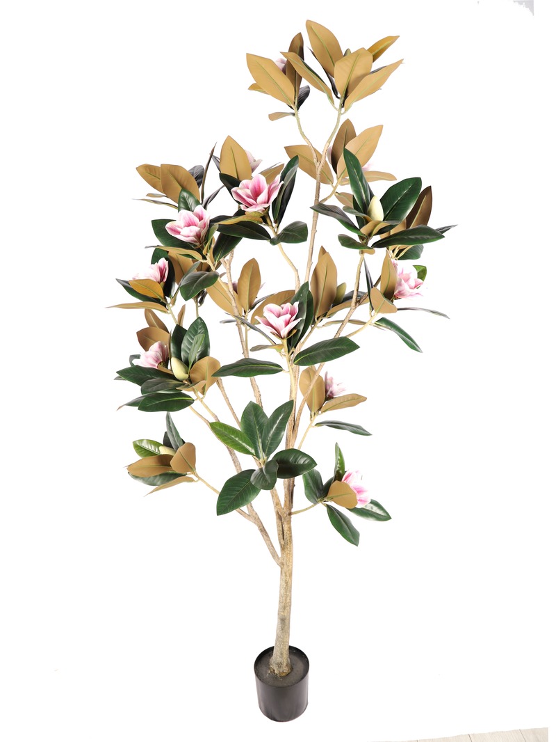 Magnolia Tree