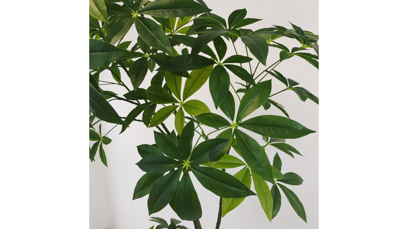 Money Tree (Pachira)