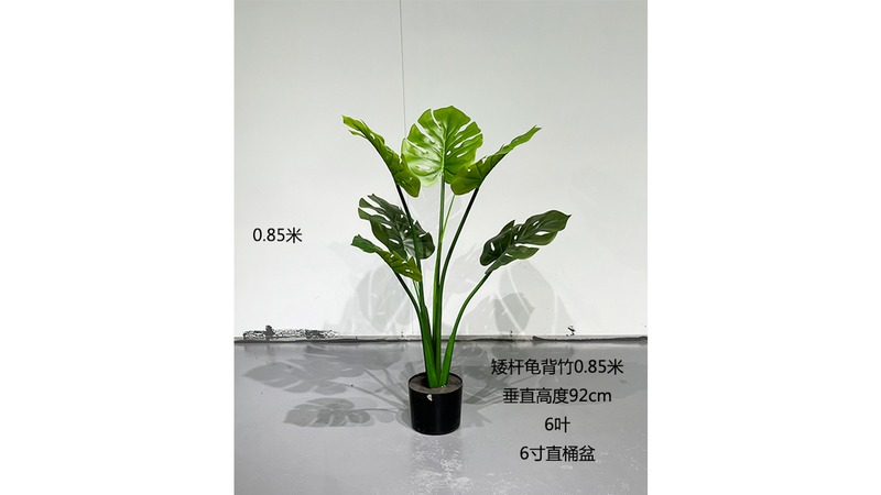 Monstera (Swiss Cheese)