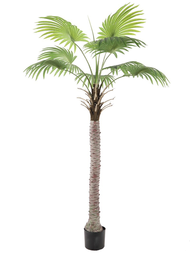 Phoenix Palm