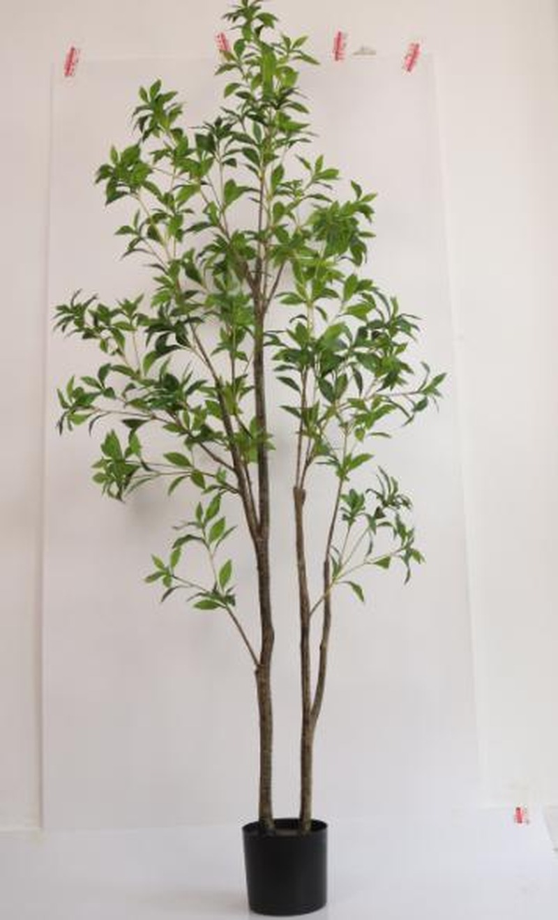 Pieris (Japanese Andromeda)