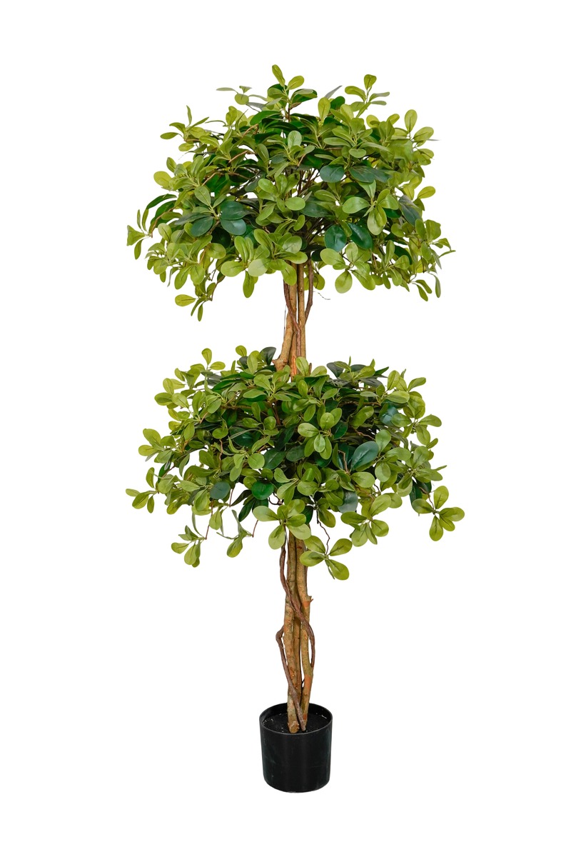 Polyscias (Ming Aralia)