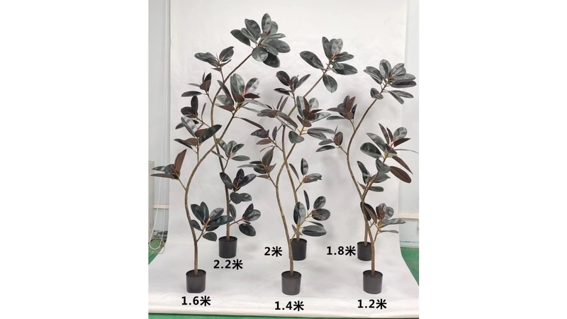 Rubber Plant (Burgundy)