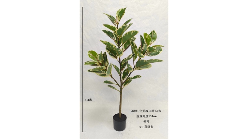 Rubber Tree