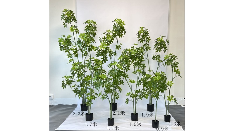Schefflera (Umbrella Tree)