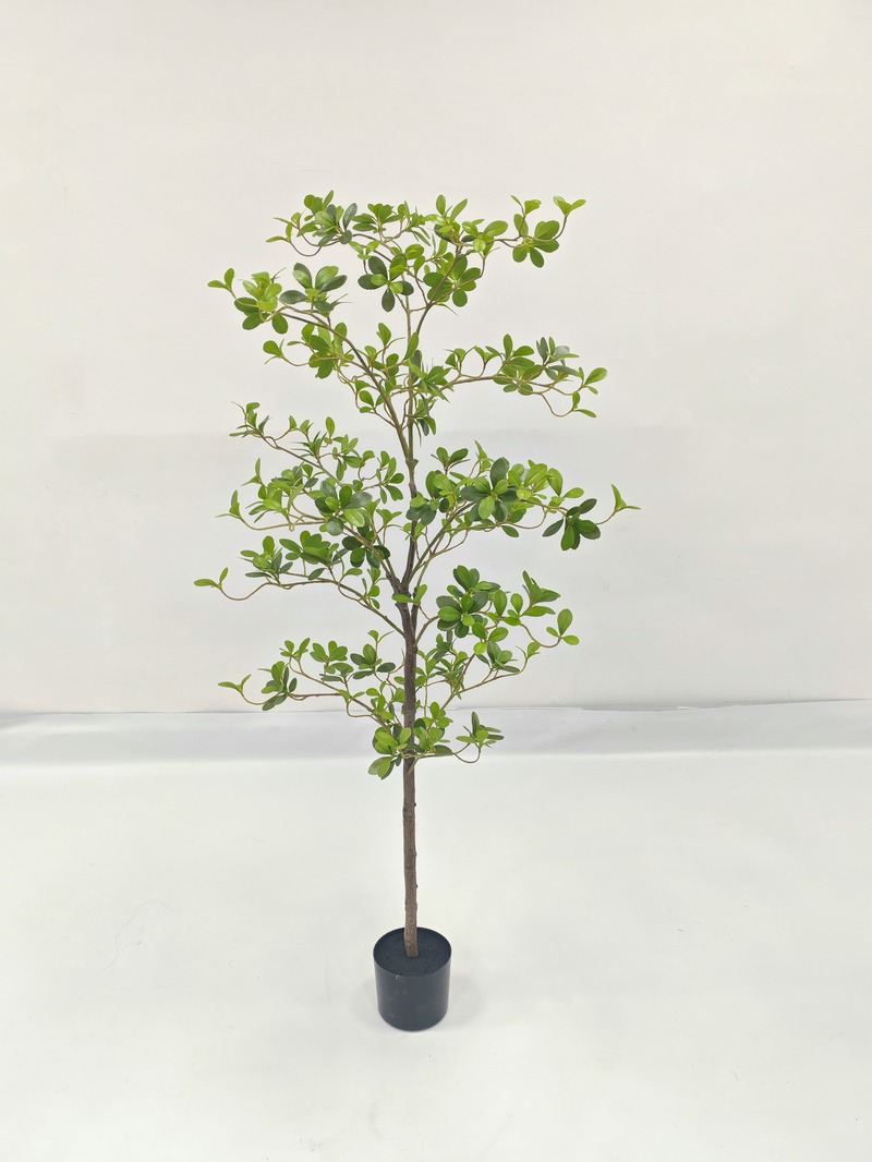 Serissa (Snow Rose)